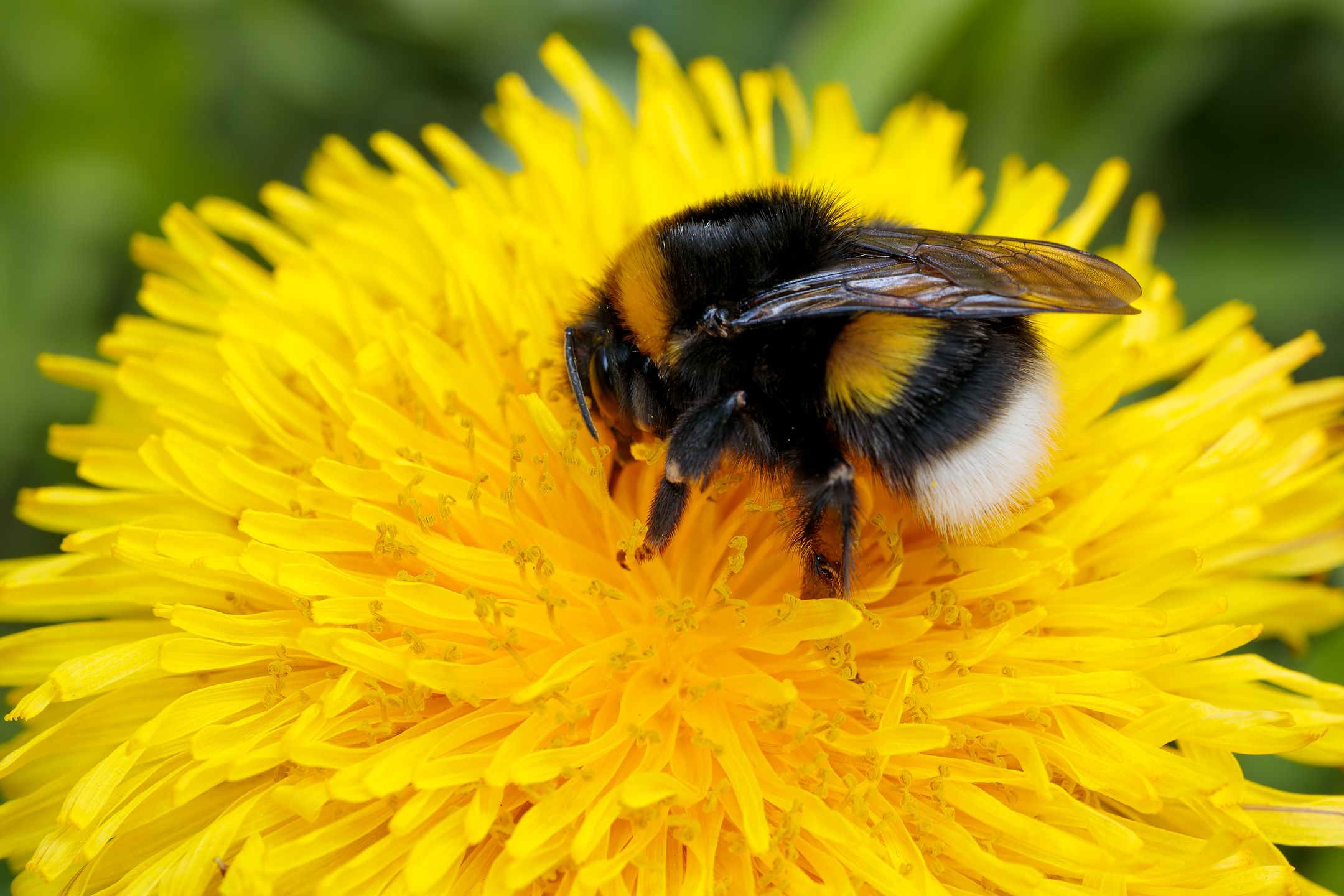 Bombus